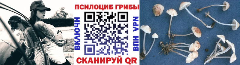 Псилоцибиновые грибы Magic Shrooms  мега tor  Евпатория  купить  